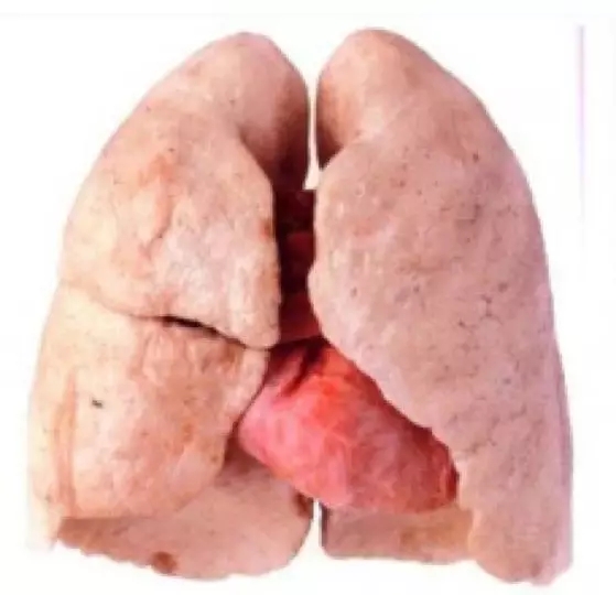 20a760098e573753b612b5442554809c.jpg 640.webp (1).jpg